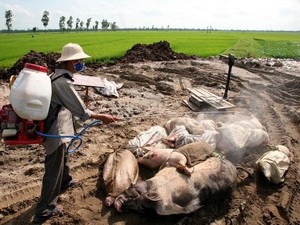 A local health servant disinfects sick pigs in Vu Thu District, northern province of Thai Binh. (Photo:VNA) A local health servant disinfects sick pigs in Vu Thu District, northern province of Thai Binh. (Photo:VNA)